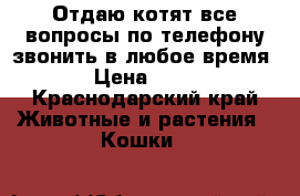 Отдаю котят все вопросы по телефону звонить в любое время › Цена ­ 10 - Краснодарский край Животные и растения » Кошки   